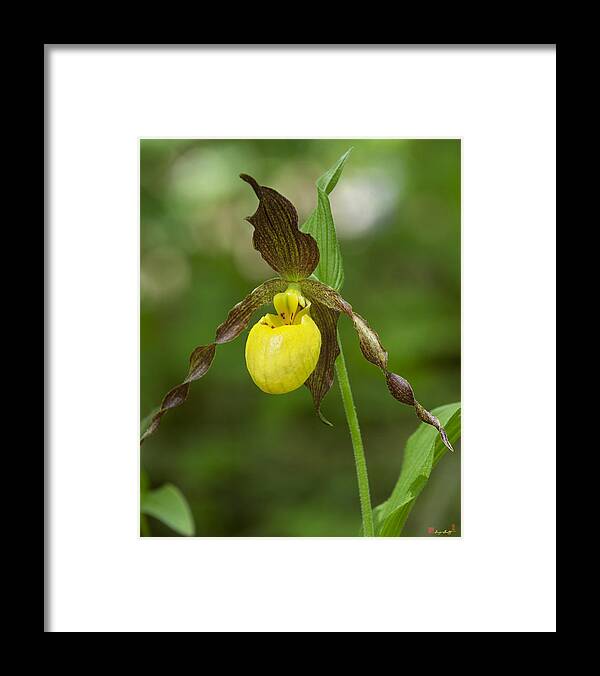 Nature Framed Print featuring the photograph Large Yellow Lady Slipper Orchid DSPF0251 by Gerry Gantt