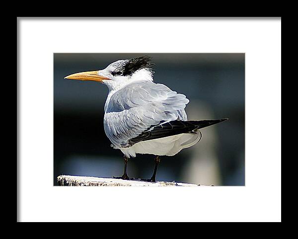 Gull Framed Print featuring the photograph Larry Fine Reincarnated by Joe Faherty