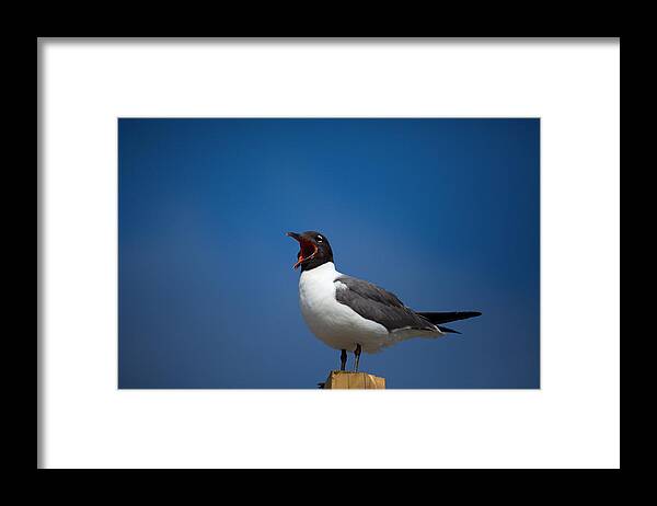 Gull Framed Print featuring the photograph Laughing Gull by Karol Livote