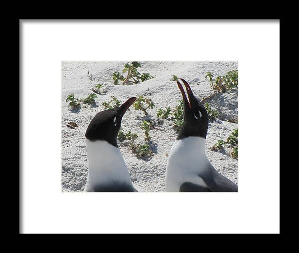  Framed Print featuring the photograph Laughing Penguins by RobLew Photography