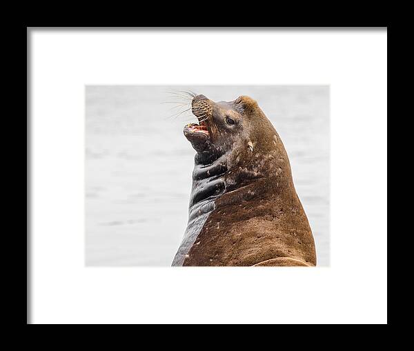 Sea Lion Framed Print featuring the photograph Laughing Sea Lion by Greg Nyquist