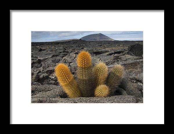 Mp Framed Print featuring the photograph Lava Cactus Brachycereus Nesioticus by Pete Oxford