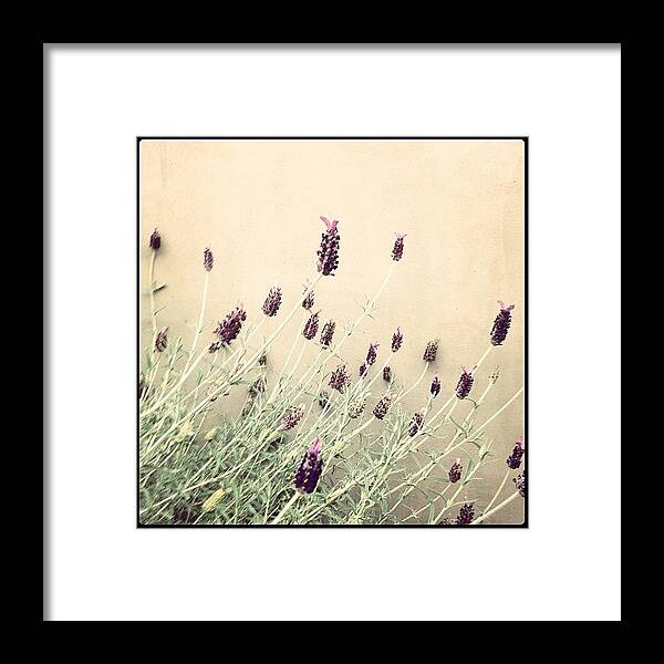 Lavender Framed Print featuring the photograph Lavande by Lana Rushing