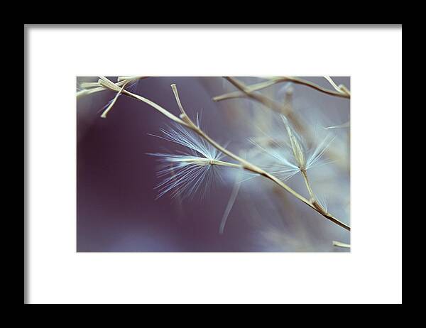 Purple Framed Print featuring the photograph Lavender Breeze by Bill and Linda Tiepelman