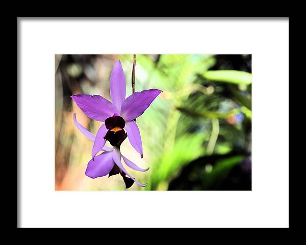 Flower Framed Print featuring the photograph Lavender Dendrobium by Rosalie Scanlon