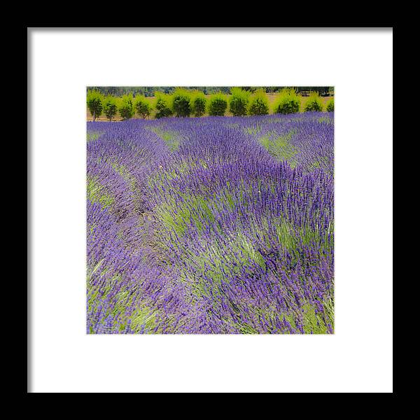 Lavender Framed Print featuring the photograph Lavender3 by Ryan Weddle