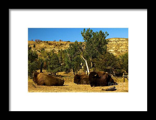 Theodore Roosevelt National Park Framed Print featuring the photograph Laying Down On The Job by Adam Jewell