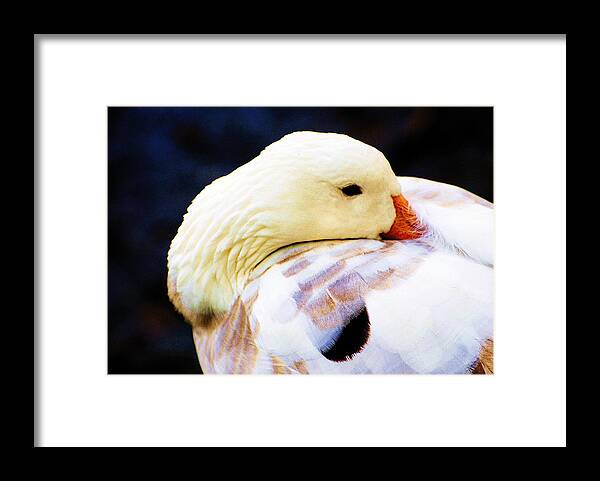 Wildlife Framed Print featuring the photograph Lazy Goose by John Blanchard
