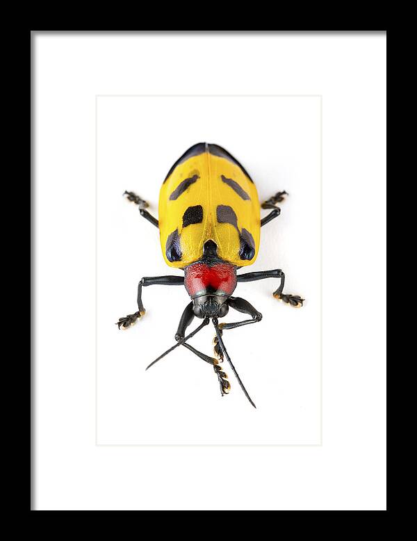 00478780 Framed Print featuring the photograph Leaf Beetle Barbilla Np Costa Rica by Piotr Naskrecki