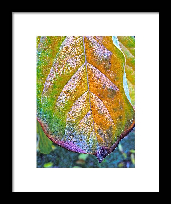 Persimmons Framed Print featuring the photograph Leaf by Bill Owen
