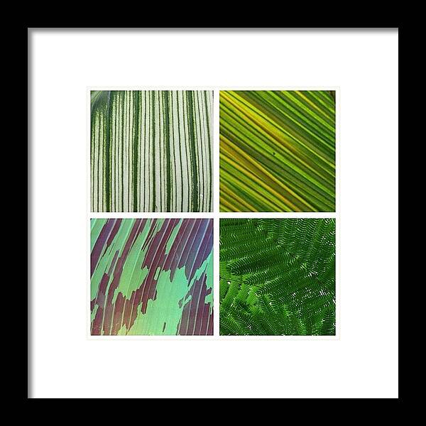 Patterns Framed Print featuring the photograph leaf collage II by Travel Designed