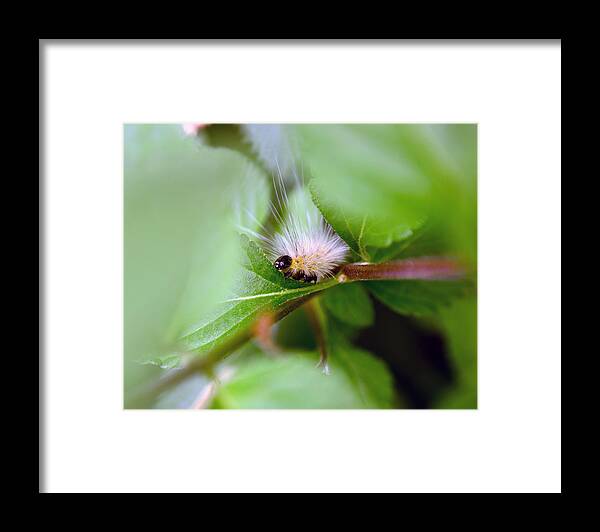 Caterpillar Framed Print featuring the photograph Leaf for One by Lori Tambakis