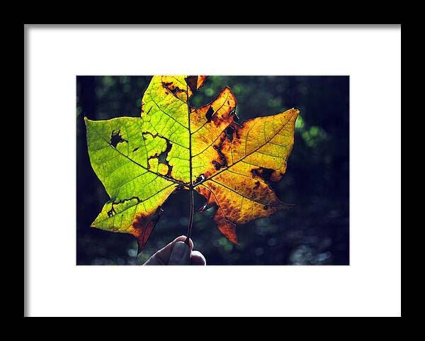 Leaf Framed Print featuring the photograph Leaf in Light by Jeffrey Platt