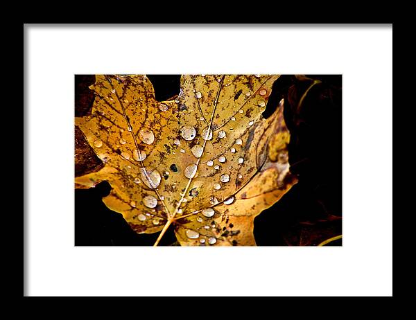 Fall Leaf With Water Droplets Framed Print featuring the photograph Leafwash by Burney Lieberman