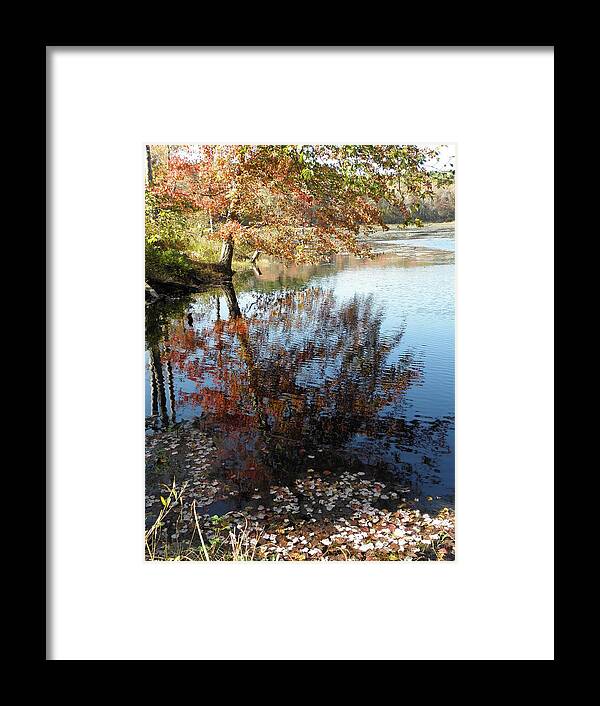 Leaves Framed Print featuring the photograph Leaves Of Reflections by Kim Galluzzo Wozniak