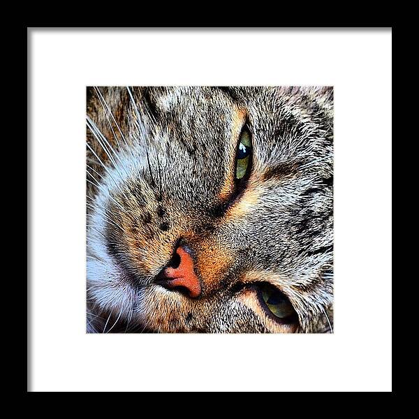 Petstagram Framed Print featuring the photograph Leo The Sweet Boss Of The Catgang by He Stre