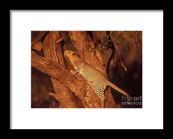 Nature Framed Print featuring the photograph Leopard Chasing Tree Squirrel by Gregory G Dimijian