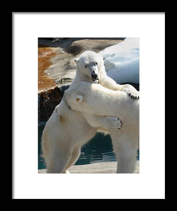 Polar Bears Framed Print featuring the photograph Let Me Whisper In Your Ear by Cindy Haggerty