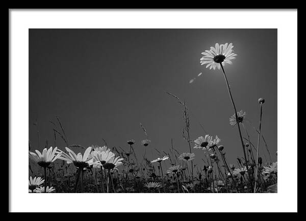 Black And White Framed Print featuring the photograph Leucanthemum by Octavian Chende