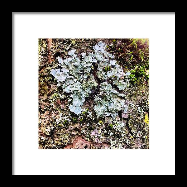 Lichen Framed Print featuring the photograph Lichen on Bark by Nic Squirrell