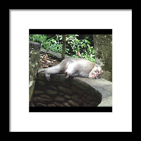 Passed_out Framed Print featuring the photograph Life Is Tough #monkey #tough #life by Avril O
