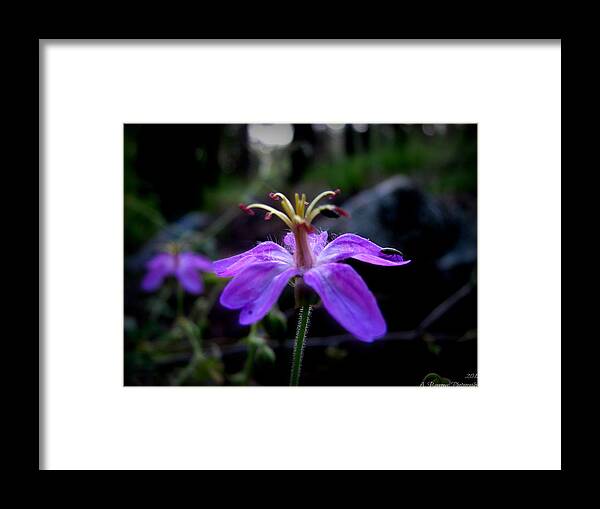 Wild Geranium Framed Print featuring the photograph Life on a Purple Wild Geranium by Aaron Burrows