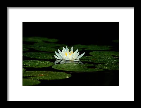 Water Lily Framed Print featuring the photograph Light and Dark by Peter DeFina