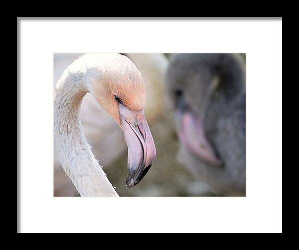 Chilean Flamingoes Framed Print featuring the photograph Light And Gray by Fraida Gutovich