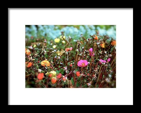 Flowers Framed Print featuring the photograph Lil' Blessings by HweeYen Ong