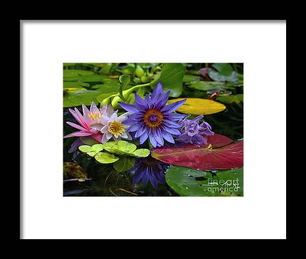 Waterlilies Framed Print featuring the photograph Lilies No. 13 by Anne Klar
