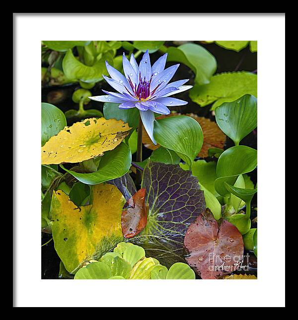 Waterlily Framed Print featuring the photograph Lilies No. 24 by Anne Klar