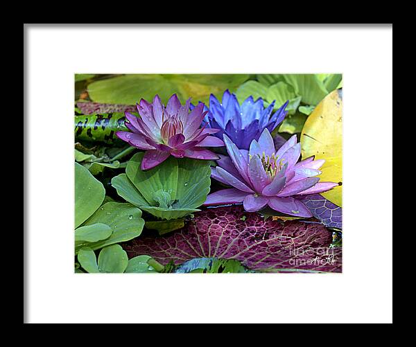 Blue Purple Violet Magenta Water Lily Lilies Framed Print featuring the photograph Lilies No. 27 by Anne Klar