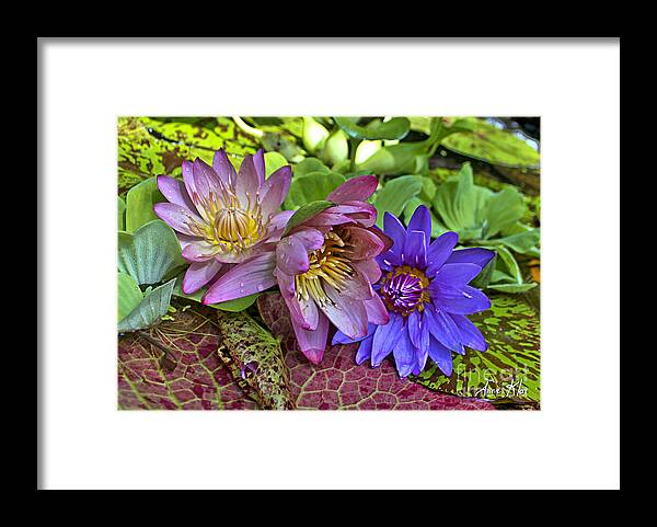 Blue Purple Violet Magenta Pink Flowers Water Lily Lilies Framed Print featuring the photograph Lilies No. 29 by Anne Klar