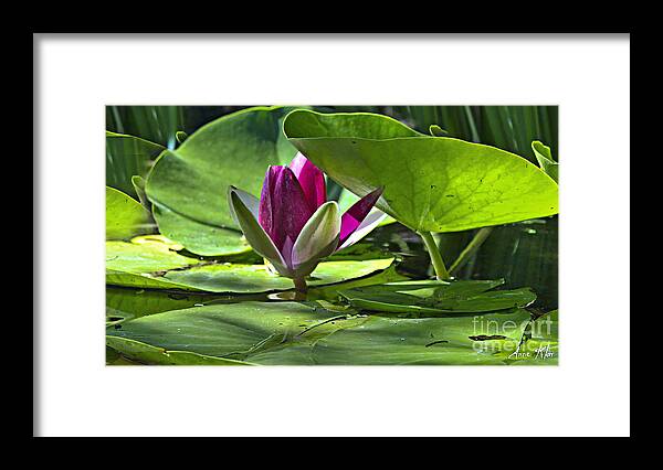 Red Framed Print featuring the photograph Lilies No. 41 by Anne Klar