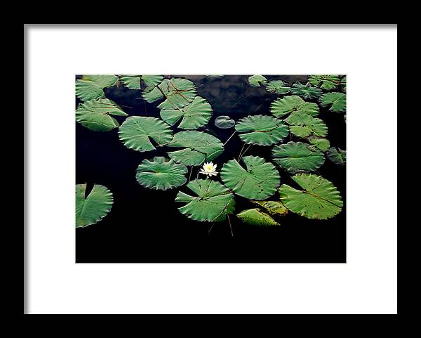Lily Framed Print featuring the photograph Lily Alone by May Photography