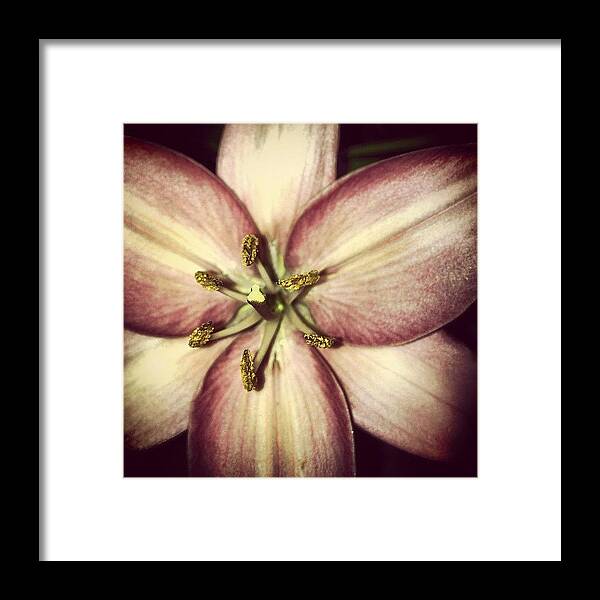 Flower Framed Print featuring the photograph Lily At Night by Rex Pennington