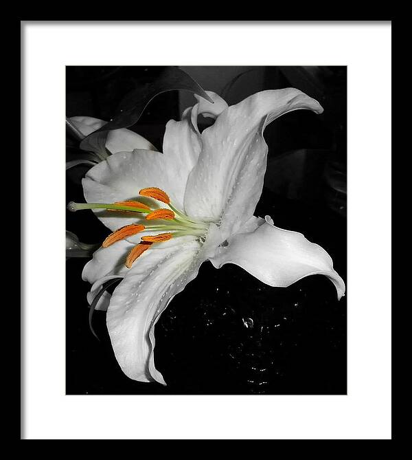 Lily Framed Print featuring the photograph Lily Bell by Sian Lindemann