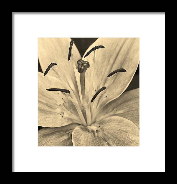Flora Framed Print featuring the photograph Lily in Sepia by Bruce Bley