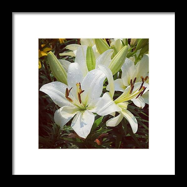 Happy Framed Print featuring the photograph #lily #lilies #waterdrop #flower by Jenna Luehrsen
