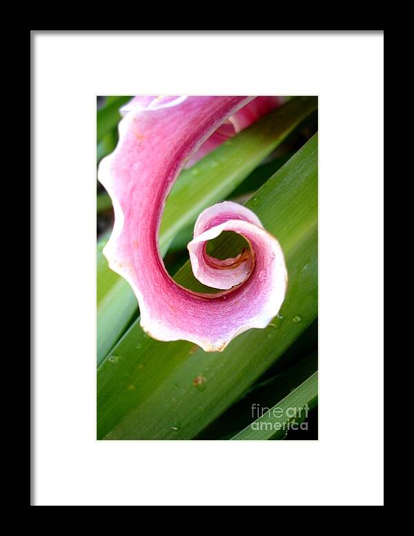 Lily Framed Print featuring the photograph Lily Spiral by Kerri Mortenson