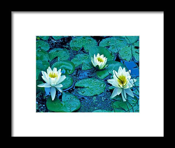 Lily Three Image Framed Print featuring the photograph Lily Three by Debra   Vatalaro