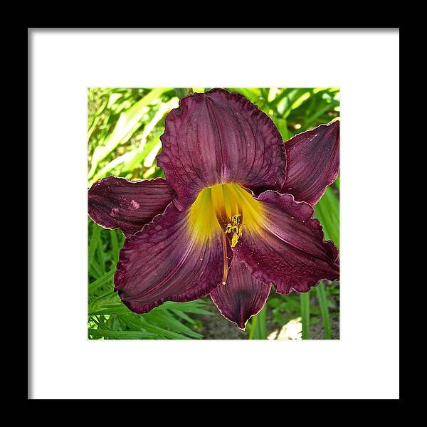 Lily Framed Print featuring the photograph Lilyicious by Randy Rosenberger