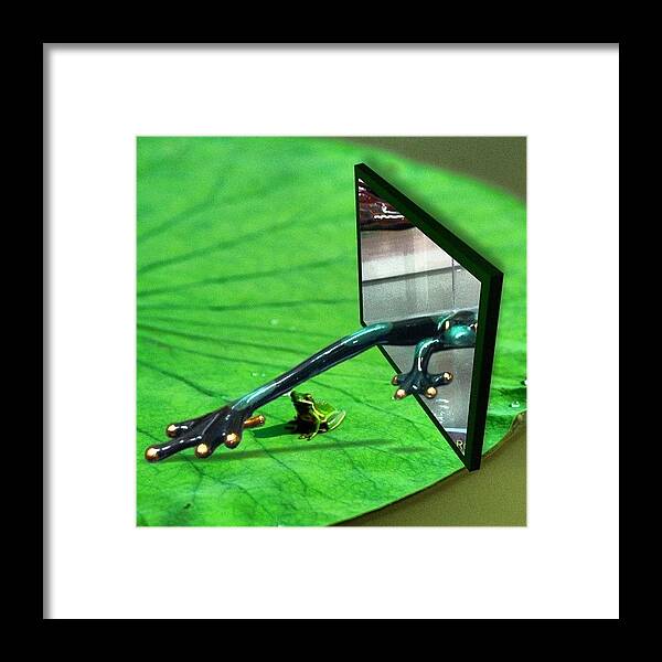 Frogs Framed Print featuring the photograph #lilypad #pond #frogs #herps by Victor Wong