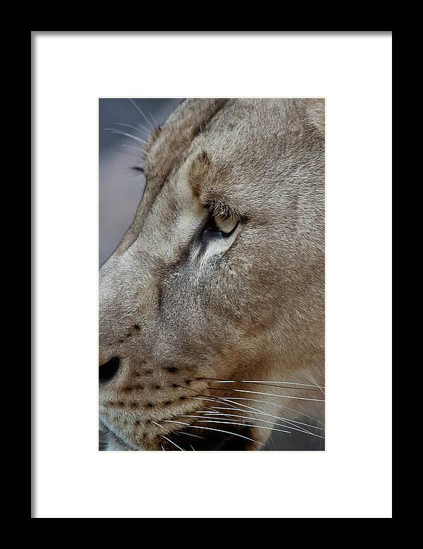 Lion Framed Print featuring the photograph Lion Portrait by James Woody