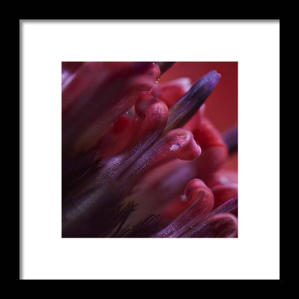 Lipstick Framed Print featuring the photograph Lipstick by Naomi Clarke