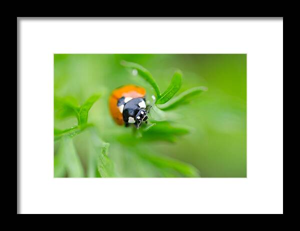 Insect Framed Print featuring the photograph Little Climbing Lady Bug by Margaret Pitcher