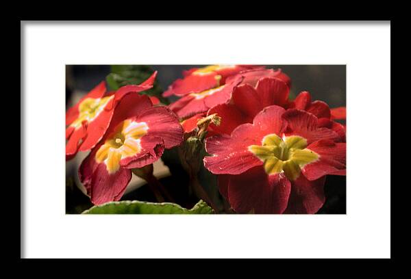 Flowere Framed Print featuring the photograph Little Flowers by Marilyn Marchant