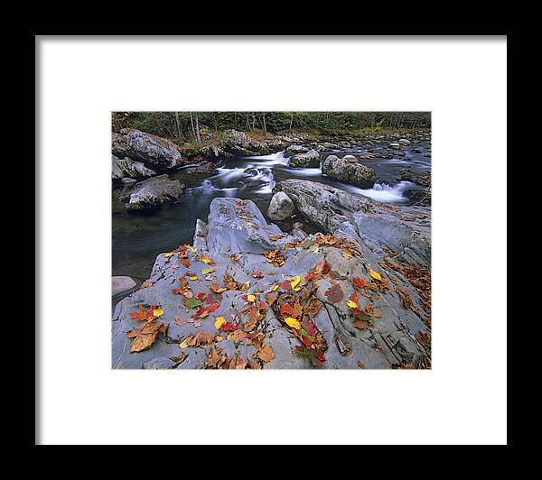 00176830 Framed Print featuring the photograph Little Pigeon River Great Smoky by Tim Fitzharris