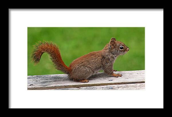 Squirrel Framed Print featuring the photograph Little Red by Jeff Galbraith