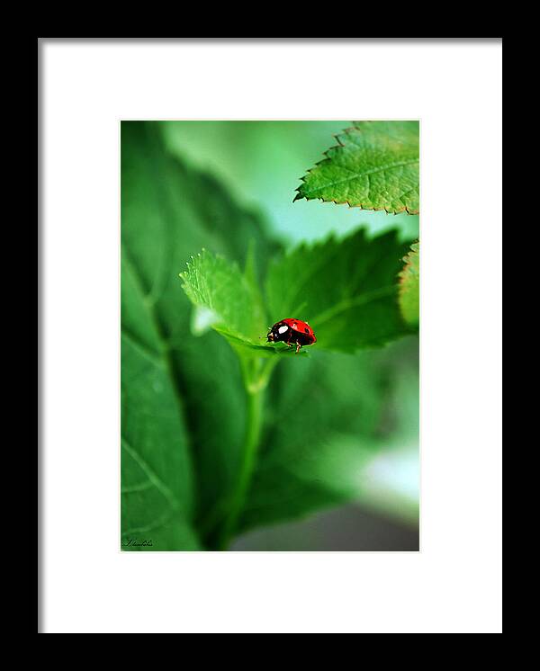 Ladybug Framed Print featuring the photograph Little Red Lady by Lori Tambakis